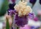 Closeup of flower bearded colorful iris. Macro photo.