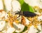 Closeup of flower beetle