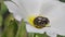 Closeup of flower beetle (Tropinota hirta)