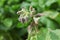 Closeup of flower buds on the borage herb