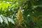 Closeup of flower cluster of Rhus typhina in June