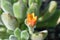 Closeup Of Flower On Echeveria Doris Taylor Succulent