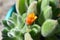 Closeup Of Flower On Echeveria Doris Taylor Succulent