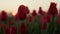 Closeup flower field with many tulips in sunset. Macro shot of beautiful flowers