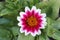 Closeup of a flower in a garden. Petal and flower. Pretty pink flower. Rhodanthemum and botanical.