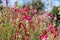 Closeup Flower Gaudi red. It is prized for its beautifully colored rose-red flowers that bloom from rose-red buds. The