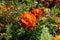 Closeup of flower head of french marigold