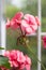 Closeup of Flower of Light Pink Pelargonium Hortorum Zonal