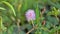 Closeup of flower of Mimosa pudica. The sensitive plant, sleepy plant with green foldable leaves background