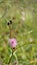 Closeup of flower of Mimosa pudica. The sensitive plant, sleepy plant with green foldable leaves background