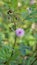 Closeup of flower of Mimosa pudica. The sensitive plant, sleepy plant with green foldable leaves background