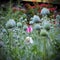 Closeup of flower opium poppy