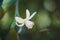 Closeup Flower Orange Blossom In Spring In Pollinating