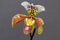 Closeup of a flower of the Paphiopedilum Orchid