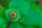 Closeup of a flower seed head of a wild rhubarb, Wild plant specie from Europe, nature background