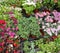 closeup of flower seedlings, plants in a pots at street shop