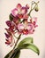 Closeup Flower Stem Colored Lithograph Engraving Orchid Full Body Art Renaissance Painting Beautiful Accompanying Hybrid Moth Orch