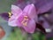 Closeup Flower Tradescantia pallida is a species of spiderwort similar to T. fluminensis, purple-heart blooming