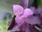 Closeup Flower Tradescantia pallida is a species of spiderwort similar to T. fluminensis, T. zebrina blooming