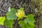 Closeup of a flower of tulipier near Biella Piedmont, Italy