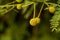 A closeup flower versatile nitrogen fixing tree Leucaena leucocephala