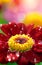 Closeup of flower with waterdrops