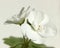 Closeup of Flower of White Pelargonium Hortorum Zonal