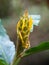 Closeup flower of Yellow ginger, known as Cream garland-lily growing in Nepal, Asia