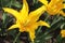 Closeup of flowerbed with bright yellow tulip