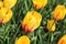 Closeup of flowerbed with bright yellow tulips