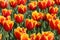 Closeup of flowerbed with orange and yellow tulip