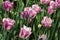 Closeup of flowerbed with purple and white tulips