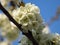 A closeup flowering blooming cherry tree branch on blurred blue sky background. cherry tree white blossom and green leaves.