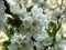 A closeup flowering blooming cherry tree branch on blurred white blossom background. cherry tree white blossom and green leaves.