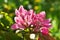 Closeup of flowering branch of the Heavenly pink apple tree