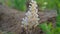 Closeup of flowering broomrape or Orobanche Caryophyllacea with attractive white flower. Medicinal plant closeup