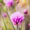 Closeup of flowering chives