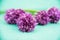 Closeup of flowering chives with shallow depth of field and focus concentrated on flower in the foreground