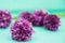 Closeup of flowering chives with shallow depth of field and focus concentrated on flower in the foreground