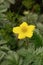 Closeup on a flowering common silverweed or silver cinquefoil, Potentilla anserina