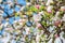 Closeup of flowering crabapple tree