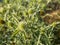 Closeup of flowering Field eryngo