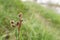 Closeup on a flowering field wood-rush grass, Good Friday grass or sweep\\\'s brush, Luzula campestris in a meadow