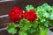 Closeup of flowering pelargonium on the wooden fence background