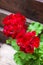 Closeup of flowering pelargonium on the wooden fence background