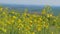 Closeup of flowering rapeseed canola field at spring day