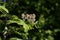 Closeup of a flowering Sorbus domestica in a field under the sunlight with a blurry background