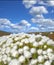 Closeup of flowering succulents growing on a brown desert landscape in a national park. Indigenous South African plants