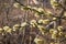 Closeup of a flowering twig of willow.