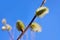 Closeup of a flowering twig of willow.